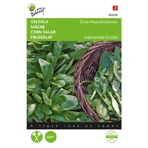 Corn salad - Large North Holland