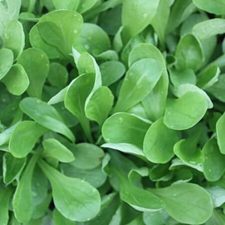 Buzzy Feldsalat - Großes Nordholland - Frische und gedünstete Speisen - Kann unter Glas und im Freien angebaut werden