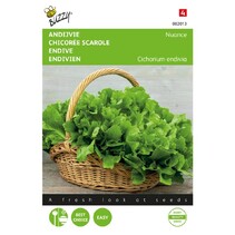 Endive - Nuance
