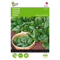 Spinach - Nores