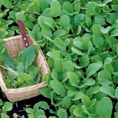 Buzzy Raapstelen - Groene - Voorjaarsgroente - Moestuin - Lekker Kruidig Pittig Achtige Groente