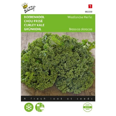 Buzzy Kale - Western Autumn - Vegetable seeds - Cabbage varieties - Kitchen Garden Seeds