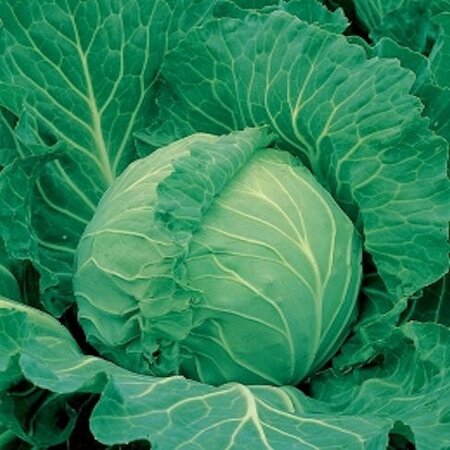 Buzzy White cabbage - Longer-lasting vegetables
