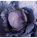 Buzzy Red cabbage - Langedijker Bewaar 2 - Organic seeds - Vegetable Seeds For The Kitchen Garden