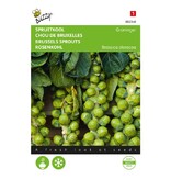 Buzzy Brussels sprouts - Groningen - Vegetable Seeds For The Kitchen Garden - Brassicas - Early Harvest