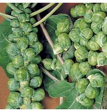 Buzzy Brussels sprouts - Groningen - Vegetable Seeds For The Kitchen Garden - Brassicas - Early Harvest