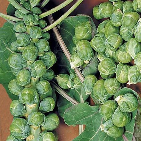 Buzzy Spruitkool - Groninger - Spruitjes - Groentezaden - Koolsoorten - Vroege Oogst