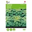 Buzzy Kale - Reflex F1 - Hybrid Variety - Buy Vegetable Seeds?