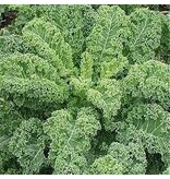 Buzzy Kale - Reflex F1 - Hybrid Variety - Buy Vegetable Seeds?