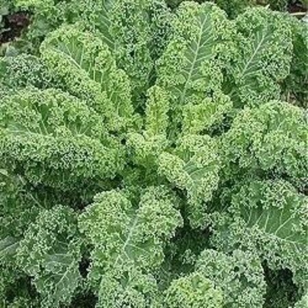 Buzzy Kale - Reflex F1 - Hybrid Variety - Buy Vegetable Seeds?