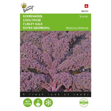 Buzzy Kale - Scarlet - Tender - Sweet Kale variety - Purple - Buy Vegetable Seeds?