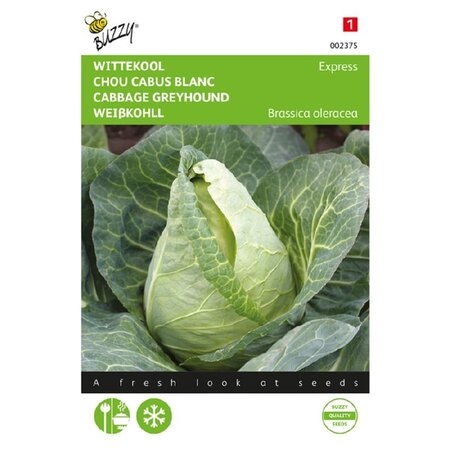 Buzzy White cabbage - Express - Fast Growing And Early Summer Cultivation - Buy Vegetable Seeds?