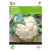 Cauliflower - Autumn Giants 2