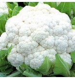 Buzzy Cauliflower - Autumn Giant 2 - Cabbages - Buy Vegetable Seeds?
