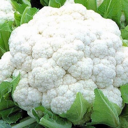 Buzzy Cauliflower - Autumn Giant 2 - Cabbages - Buy Vegetable Seeds?