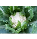 Buzzy Bloemkool - Alpha 7 - Zomerteelt - Moestuin Zaden - Groentezaden Kopen?