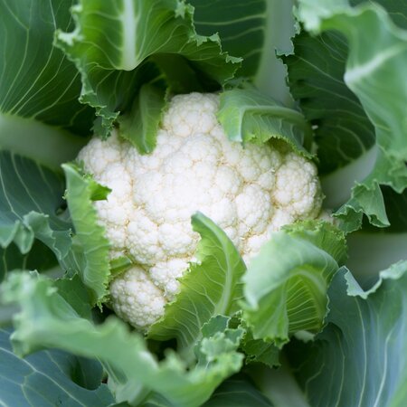 Buzzy Bloemkool - Alpha 7 - Zomerteelt - Moestuin Zaden - Groentezaden Kopen?