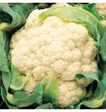 Buzzy Cauliflower - Walcheren Winter 5 - Cabbages - Buy Vegetable Seeds?