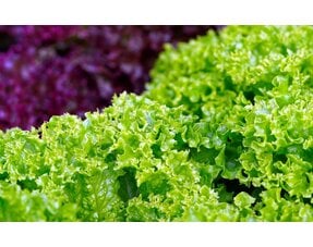 Leafy vegetables and stem crops