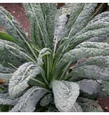 Buzzy Palm kale - Nero di Toscana seeds - Tuscan Cabbage - Vegetable Seeds Buy?