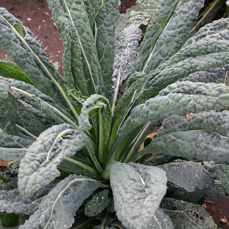 Buzzy Palm kale - Nero di Toscana seeds - Tuscan Cabbage - Vegetable Seeds Buy?