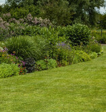 Graszaad - Inzaai 2 Kg. Voor 100 M2 Online Kopen? Garden Select