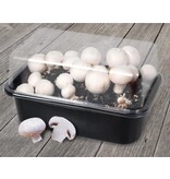 Mushroom grow kit 3 litres - White mushrooms - Grow your own fresh mushrooms