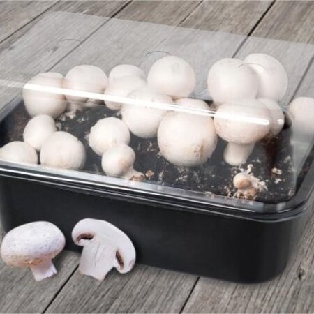Mushroom grow kit 3 litres - White mushrooms - Grow your own fresh mushrooms