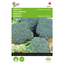 Broccoli - Calabrese Natalino