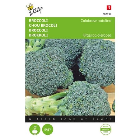 Buzzy Broccoli - Calabrese Natalino - Buy vegetable seeds for the vegetable garden - Brassicas