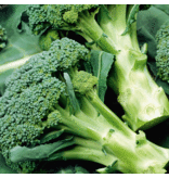 Buzzy Broccoli - Calabrese Natalino - Buy vegetable seeds for the vegetable garden - Brassicas
