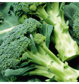 Buzzy Broccoli - Calabrese Natalino - Groentezaden Kopen Voor De Moestuin - Koolsoorten