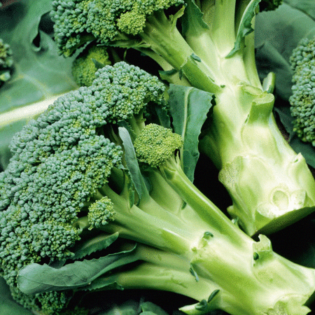 Buzzy Broccoli - Calabrese Natalino - Buy vegetable seeds for the vegetable garden - Brassicas
