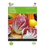 Buzzy Red endive - Rossa Di Chioggia 3 - Slightly Bitter - Italian Vegetables - Buy Vegetable Seeds?