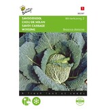 Buzzy Savoy cabbage - Winter King 2 - Hardy Cabbage - Buy Vegetable Seeds?