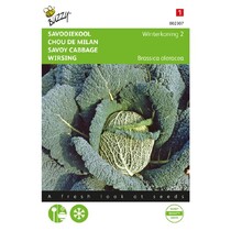 Savoy cabbage - Winter King 2