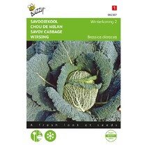 Savoy cabbage - Winter King 2