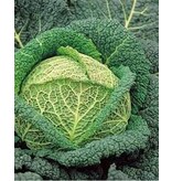 Buzzy Savoy cabbage - Winter King 2 - Hardy Cabbage - Buy Vegetable Seeds?
