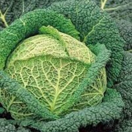 Buzzy Savoy cabbage - Winter King 2 - Hardy Cabbage - Buy Vegetable Seeds?
