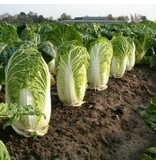Buzzy Chinese Kool - Granaat - Moestuin - Groentezaden Kopen?