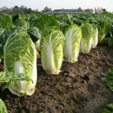 Buzzy Chinese Kool - Granaat - Moestuin - Groentezaden Kopen?