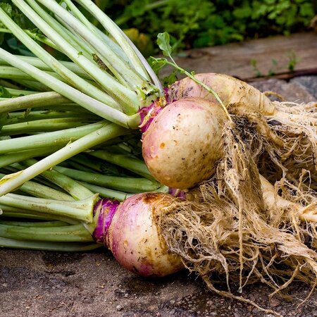 Buzzy Kohlrabi - Champion - Gemüsesamen - Vergessenes Gemüse - Englisch / Gelb Rotkopf