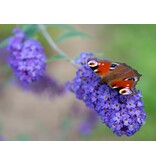 Butterfly bush - Buddleja Davidii Blue - 3 Plants - From our own nursery
