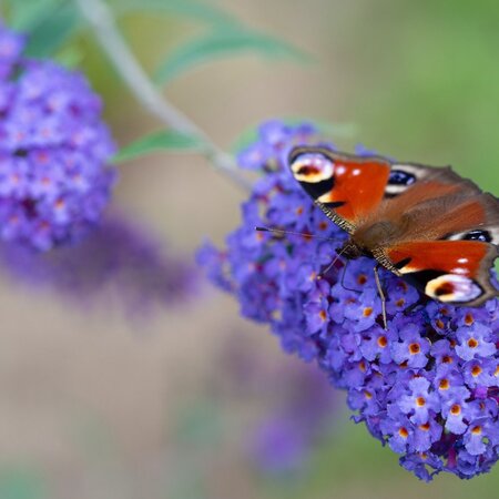 Butterfly bush - Buddleja Davidii Blue - 3 Plants - From our own nursery