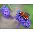 Butterfly bush - Buddleja Davidii Blue - 3 Plants - From our own nursery