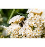 Butterfly bush - White - Buddleja - 3 Plants - Buy Plants Cheaply?