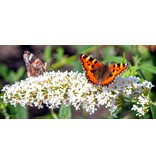 Butterfly bush - White - Buddleja - 3 Plants - Buy Plants Cheaply?