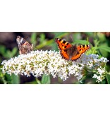 Schmetterlingsflieder - Weiß - Buddleja - 3 Pflanzen - Pflanzen günstig kaufen?