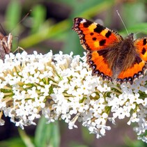 Vlinderstruik - Wit - 3 Planten