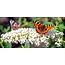 Butterfly bush - White - Buddleja - 3 Plants - Buy Plants Cheaply?